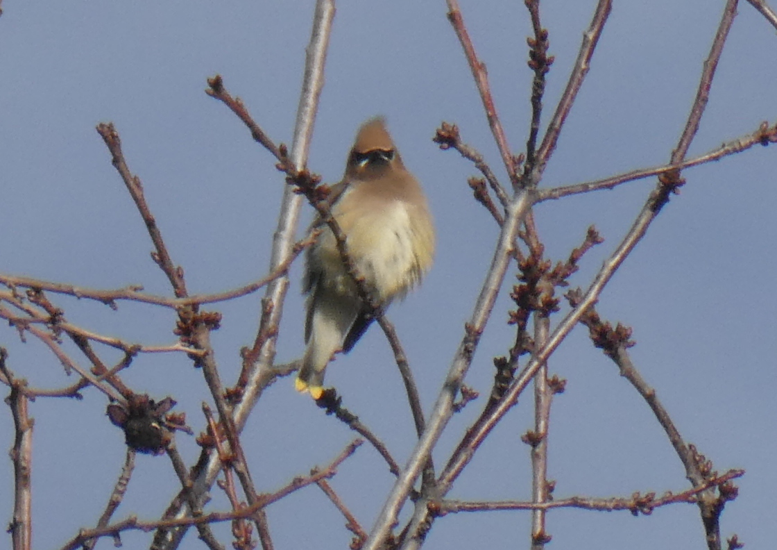 Cedar waxwing in tree